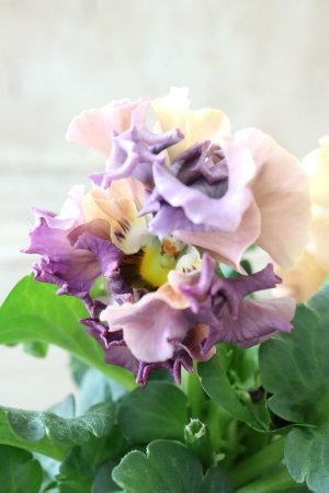 画像5: Robe de Antoinette〜ローブ・ドゥ・アントワネット〜 No.131