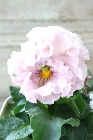 画像1: Robe de Antoinette〜ローブ・ドゥ・アントワネット〜 No.139