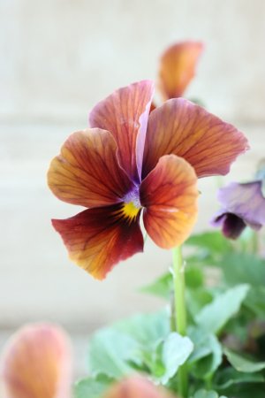 画像3: Nouvelle Vague〜ヌーヴェルヴァーグ〜 No.229