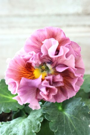 画像1: Robe de Antoinette〜ローブ・ドゥ・アントワネット〜 No.136