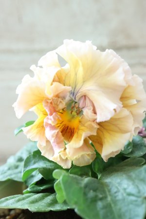 画像2: Robe de Antoinette〜ローブ・ドゥ・アントワネット〜 No.153