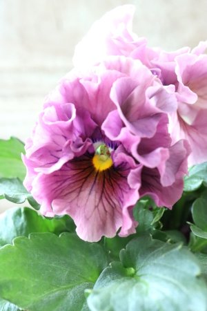 画像1: Robe de Antoinette〜ローブ・ドゥ・アントワネット〜 No.143