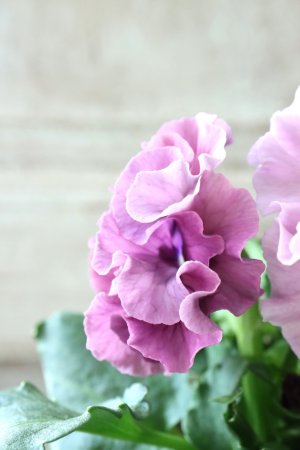 画像4: Robe de Antoinette〜ローブ・ドゥ・アントワネット〜 No.143