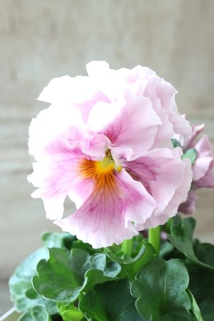 画像1: Robe de Antoinette〜ローブ・ドゥ・アントワネット〜 No.145