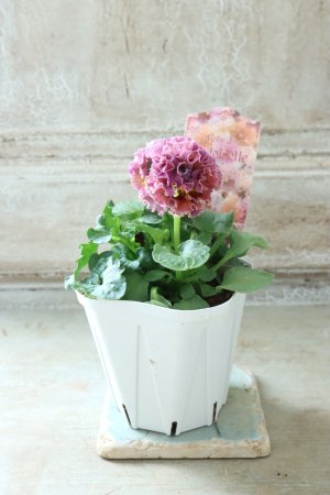 画像5: Robe de Antoinette〜ローブ・ドゥ・アントワネット〜 No.148