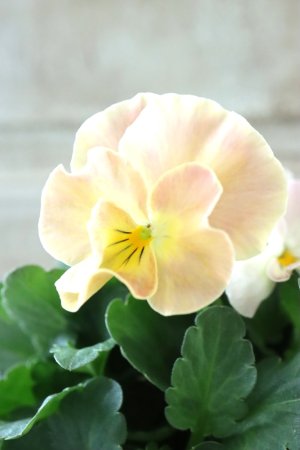 画像2: Nouvelle Vague〜ヌーヴェルヴァーグ〜 No.220