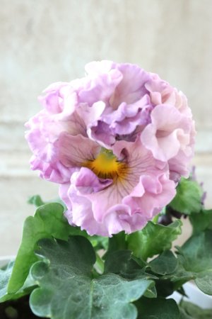 画像2: Robe de Antoinette〜ローブ・ドゥ・アントワネット〜 No.125