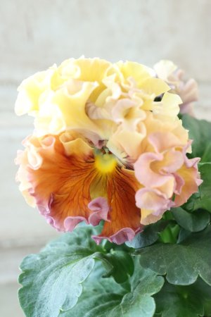 画像1: Robe de Antoinette〜ローブ・ドゥ・アントワネット〜 No.131