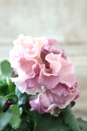 画像4: Robe de Antoinette〜ローブ・ドゥ・アントワネット〜 No.132