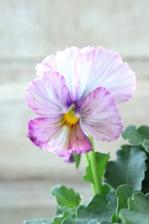 画像4: Nouvelle Vague〜ヌーヴェルヴァーグ〜 No.228