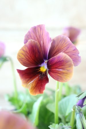 画像2: Nouvelle Vague〜ヌーヴェルヴァーグ〜 No.229