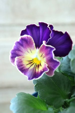 画像2: Nouvelle Vague〜ヌーヴェルヴァーグ〜 No.210