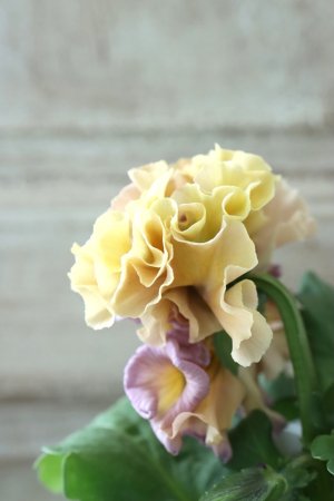 画像4: Robe de Antoinette〜ローブ・ドゥ・アントワネット〜 No.138