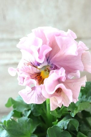 画像2: Robe de Antoinette〜ローブ・ドゥ・アントワネット〜 No.137