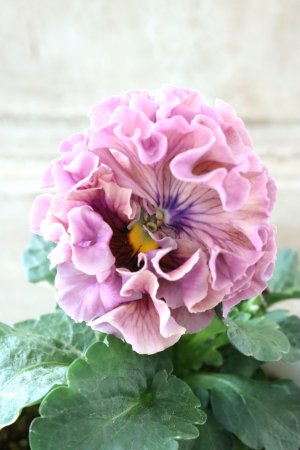 画像2: Robe de Antoinette〜ローブ・ドゥ・アントワネット〜 No.129