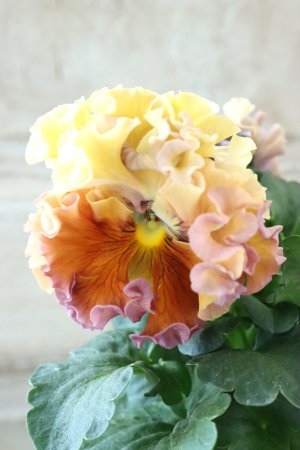 画像3: Robe de Antoinette〜ローブ・ドゥ・アントワネット〜 No.131