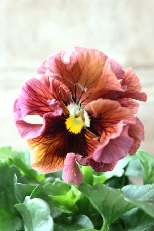 画像3: Robe de Antoinette〜ローブ・ドゥ・アントワネット〜 No.151