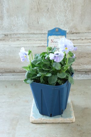 画像5: Nouvelle Vague〜ヌーヴェルヴァーグ〜 No.231