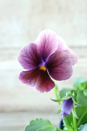 画像2: Nouvelle Vague〜ヌーヴェルヴァーグ〜 No.223