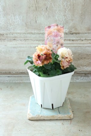 画像5: Robe de Antoinette〜ローブ・ドゥ・アントワネット〜 No.140