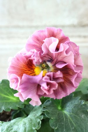 画像3: Robe de Antoinette〜ローブ・ドゥ・アントワネット〜 No.136