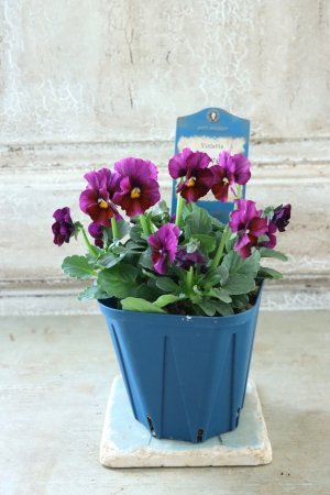 画像5: Nouvelle Vague〜ヌーヴェルヴァーグ〜 No.230