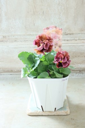 画像5: Robe de Antoinette〜ローブ・ドゥ・アントワネット〜 No.151