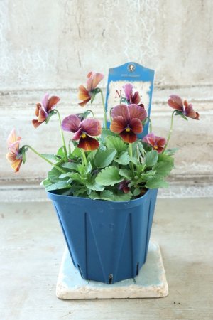 画像4: Nouvelle Vague〜ヌーヴェルヴァーグ〜 No.229