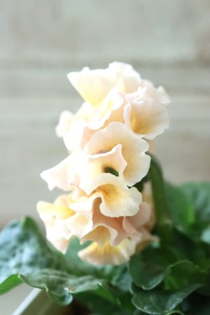 画像4: Robe de Antoinette〜ローブ・ドゥ・アントワネット〜 No.153