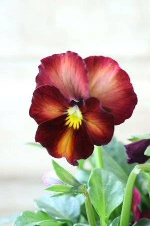 画像2: Nouvelle Vague〜ヌーヴェルヴァーグ〜 No.232