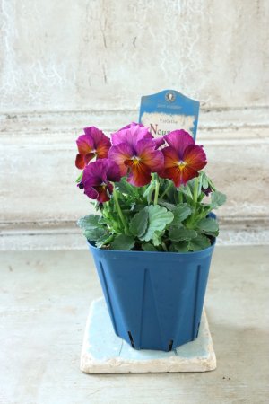 画像4: Nouvelle Vague〜ヌーヴェルヴァーグ〜 No.233