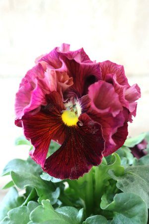 画像1: Robe de Antoinette〜ローブ・ドゥ・アントワネット〜 No.127