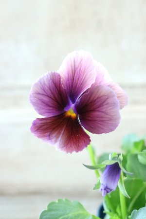 画像3: Nouvelle Vague〜ヌーヴェルヴァーグ〜 No.223