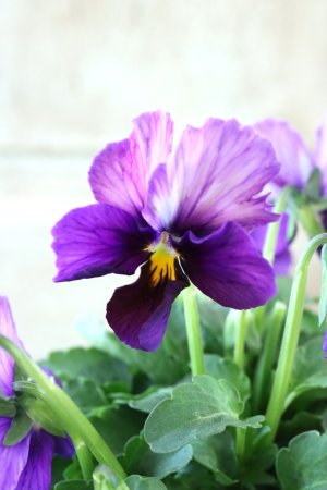 画像1: Nouvelle Vague〜ヌーヴェルヴァーグ〜 No.202