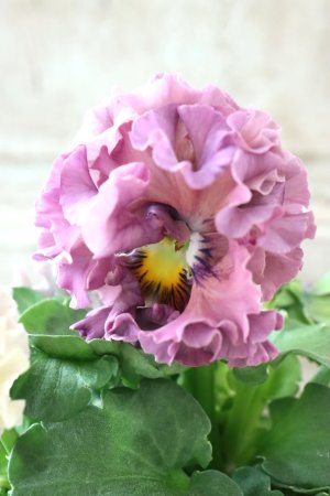 画像1: Robe de Antoinette〜ローブ・ドゥ・アントワネット〜 No.133