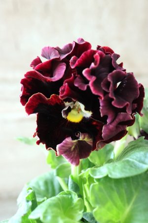 画像2: Robe de Antoinette〜ローブ・ドゥ・アントワネット〜 No.146