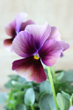 画像2: Nouvelle Vague〜ヌーヴェルヴァーグ〜 No.204