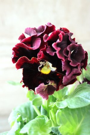 画像1: Robe de Antoinette〜ローブ・ドゥ・アントワネット〜 No.146