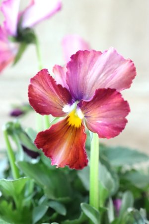 画像2: Nouvelle Vague〜ヌーヴェルヴァーグ〜 No.214