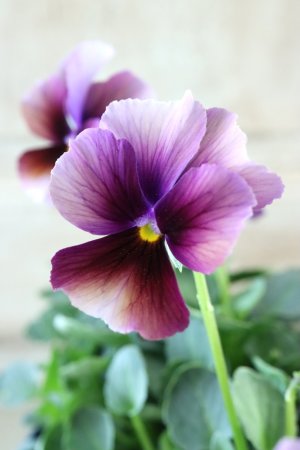 画像1: Nouvelle Vague〜ヌーヴェルヴァーグ〜 No.204