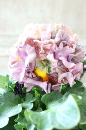 画像3: Robe de Antoinette〜ローブ・ドゥ・アントワネット〜 No.141