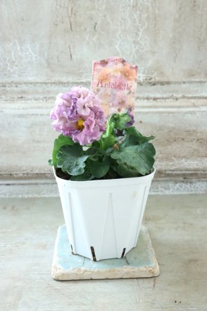 画像4: Robe de Antoinette〜ローブ・ドゥ・アントワネット〜 No.125