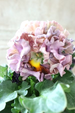 画像4: Robe de Antoinette〜ローブ・ドゥ・アントワネット〜 No.141