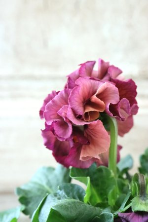 画像4: Robe de Antoinette〜ローブ・ドゥ・アントワネット〜 No.127