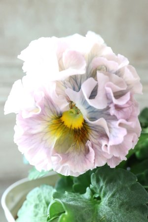 画像1: Robe de Antoinette〜ローブ・ドゥ・アントワネット〜 No.149