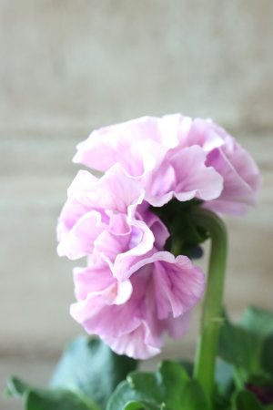 画像4: Robe de Antoinette〜ローブ・ドゥ・アントワネット〜 No.152