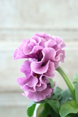 画像4: Robe de Antoinette〜ローブ・ドゥ・アントワネット〜 No.124