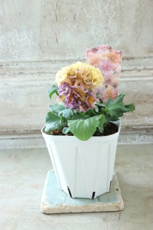 画像5: Robe de Antoinette〜ローブ・ドゥ・アントワネット〜 No.138