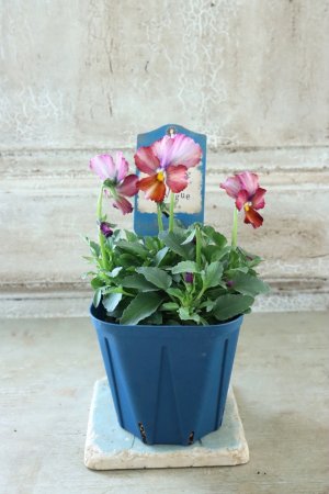 画像4: Nouvelle Vague〜ヌーヴェルヴァーグ〜 No.214