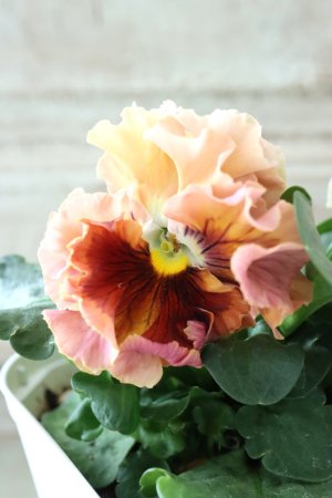 画像1: Robe de Antoinette〜ローブ・ドゥ・アントワネット〜 No.140